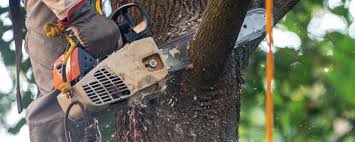 Best Tree Health Inspection  in Dunellen, NJ
