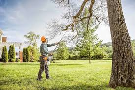 Best Tree Maintenance Programs  in Dunellen, NJ