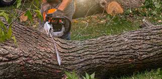 Best Stump Grinding and Removal  in Dunellen, NJ