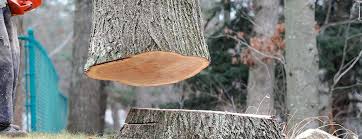 Best Arborist Consultation Services  in Dunellen, NJ