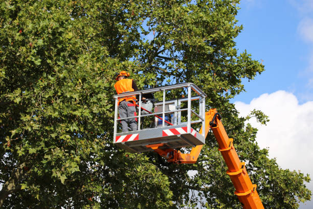 Best Tree Cabling and Bracing  in Dunellen, NJ