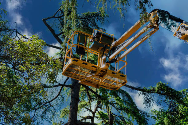 Best Tree Cabling and Bracing  in Dunellen, NJ