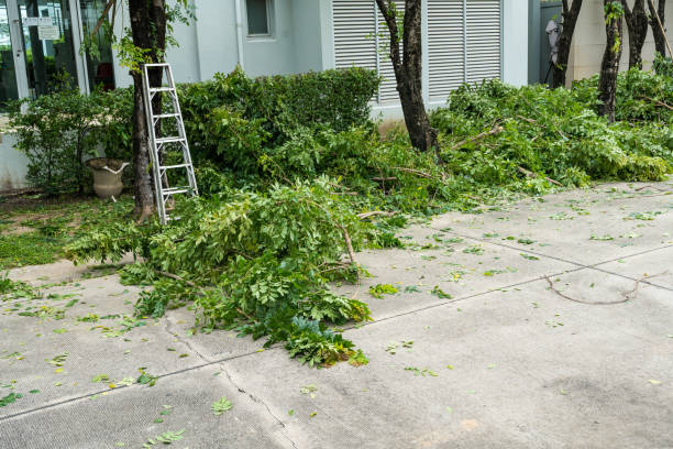 Best Leaf Removal  in Dunellen, NJ