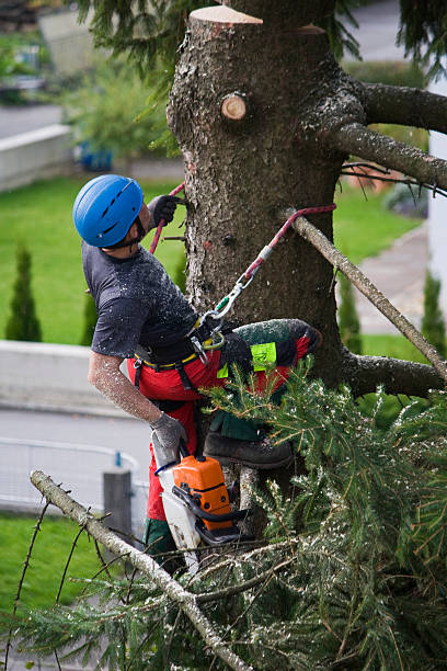 Best Tree Mulching  in Dunellen, NJ