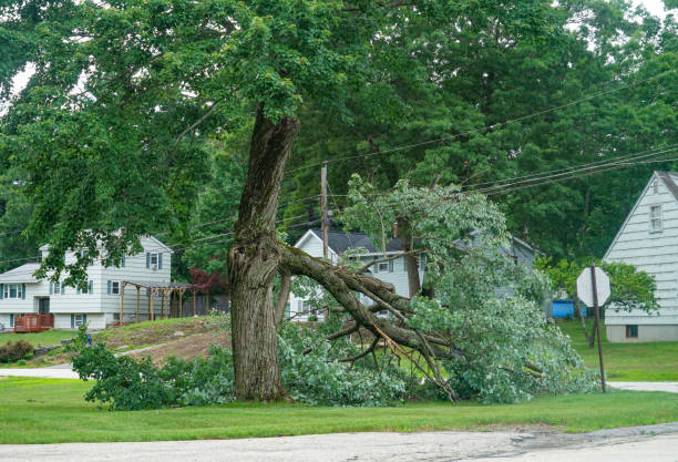 How Our Tree Care Process Works  in  Dunellen, NJ