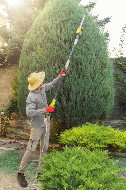 Best Seasonal Cleanup (Spring/Fall)  in Dunellen, NJ